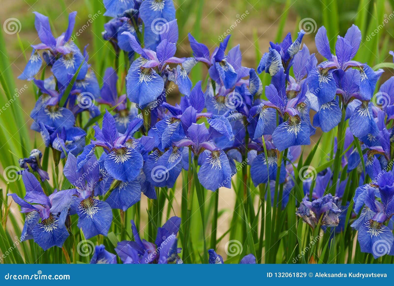 Blue iris field stock image. Image of bloom, flowers - 132061829