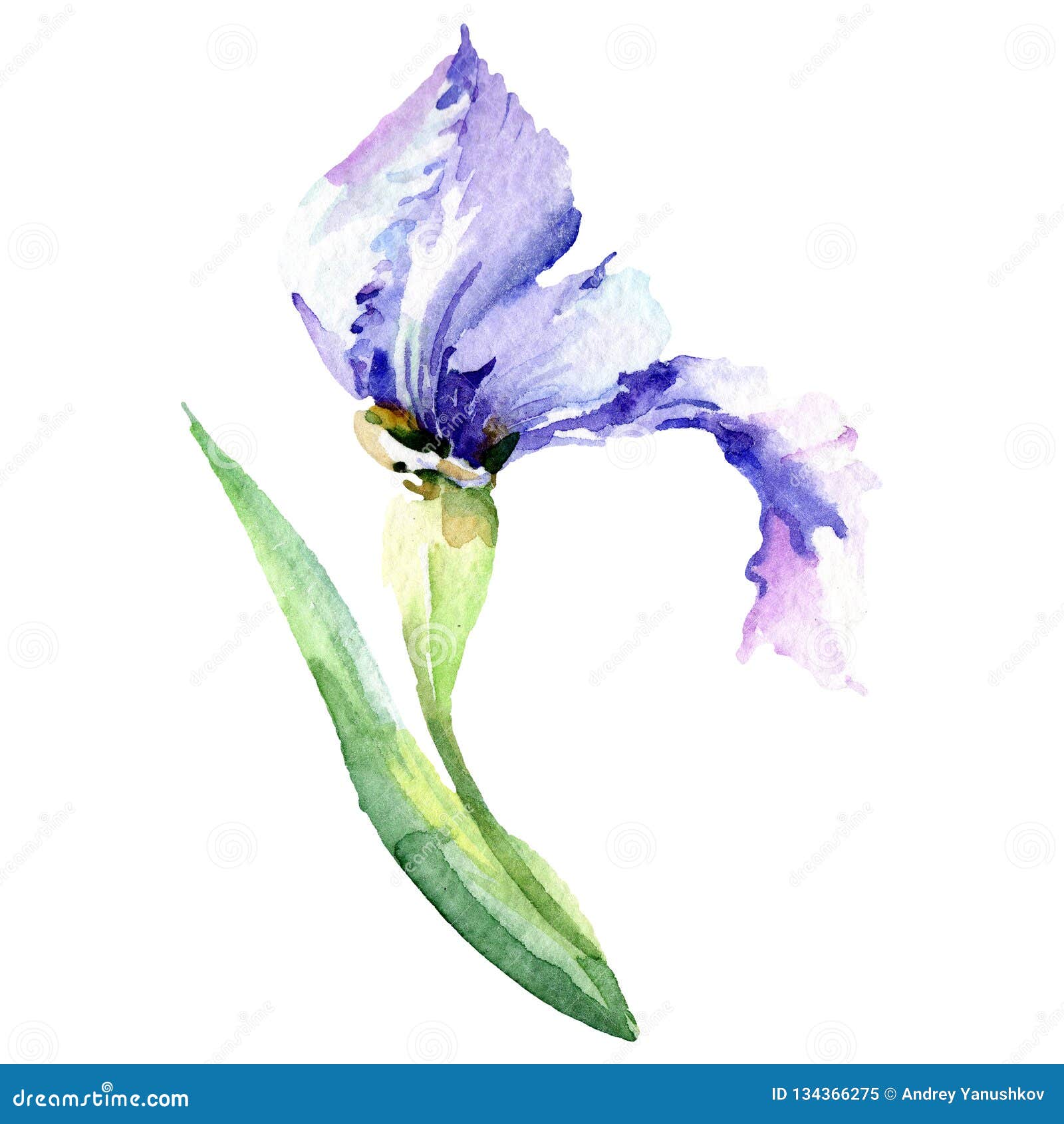 Blue Iris Botanical Flower. Watercolor Background Illustration Set ...