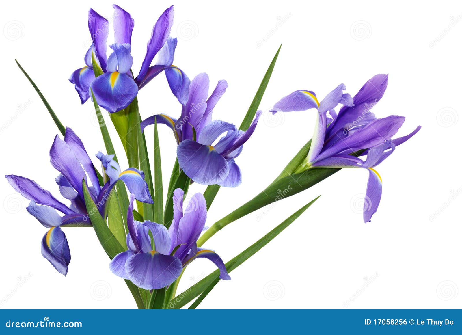 free iris flower clipart - photo #45