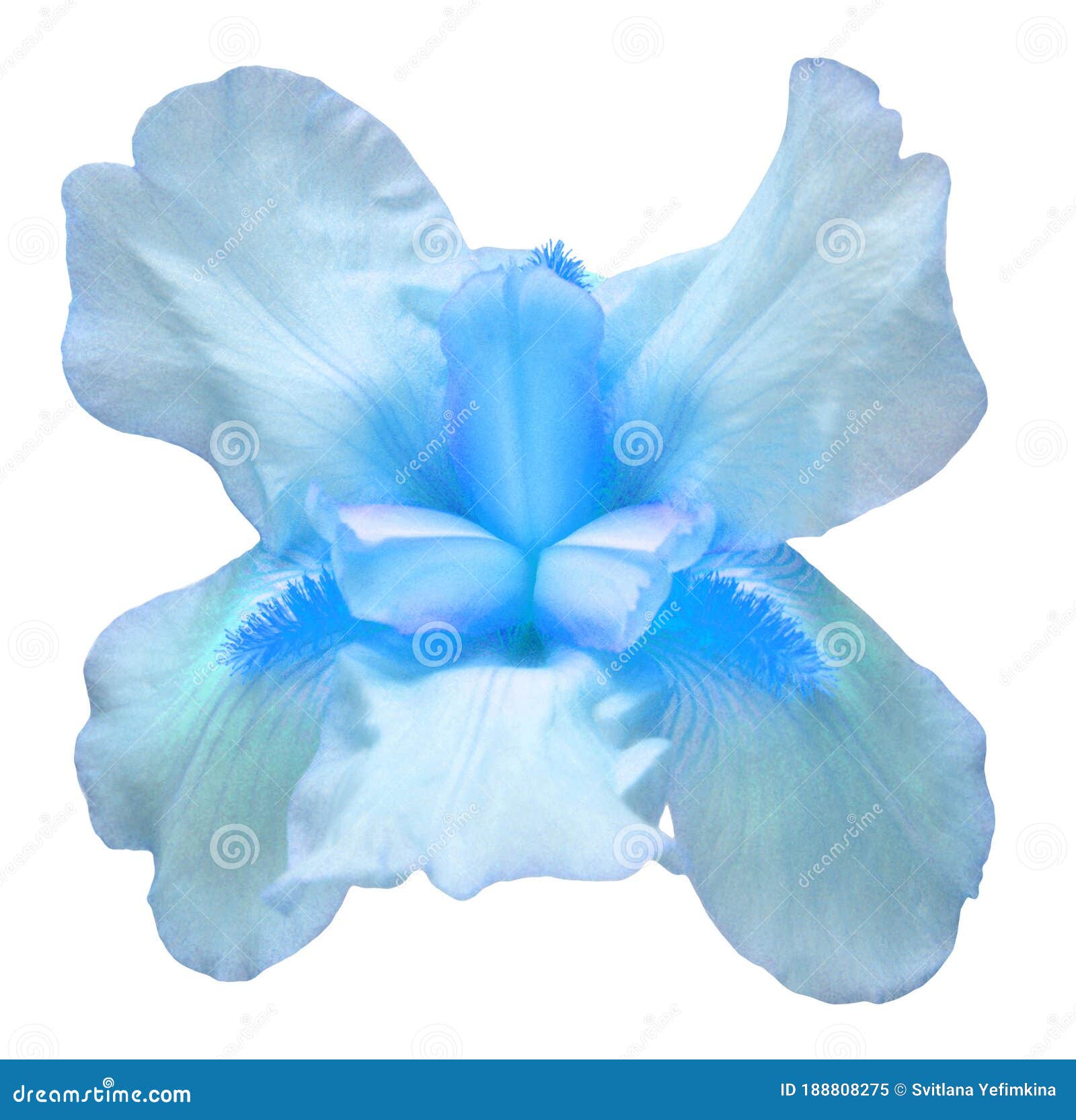 Blue Iris Flower Isolated on White Background. Easter. Summer ...