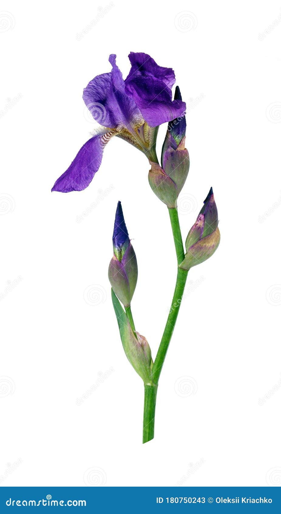 Blue Iris Flower Isolated on White Stock Image Image of flowers