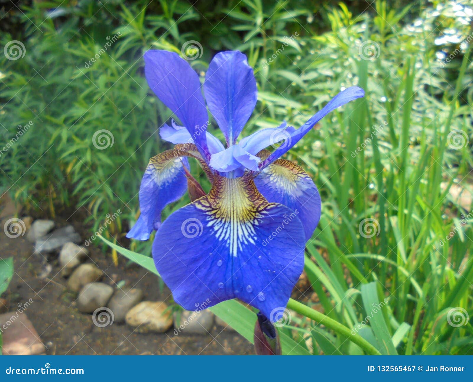 Blue iris flower stock image. Image of blue, plants 132565467