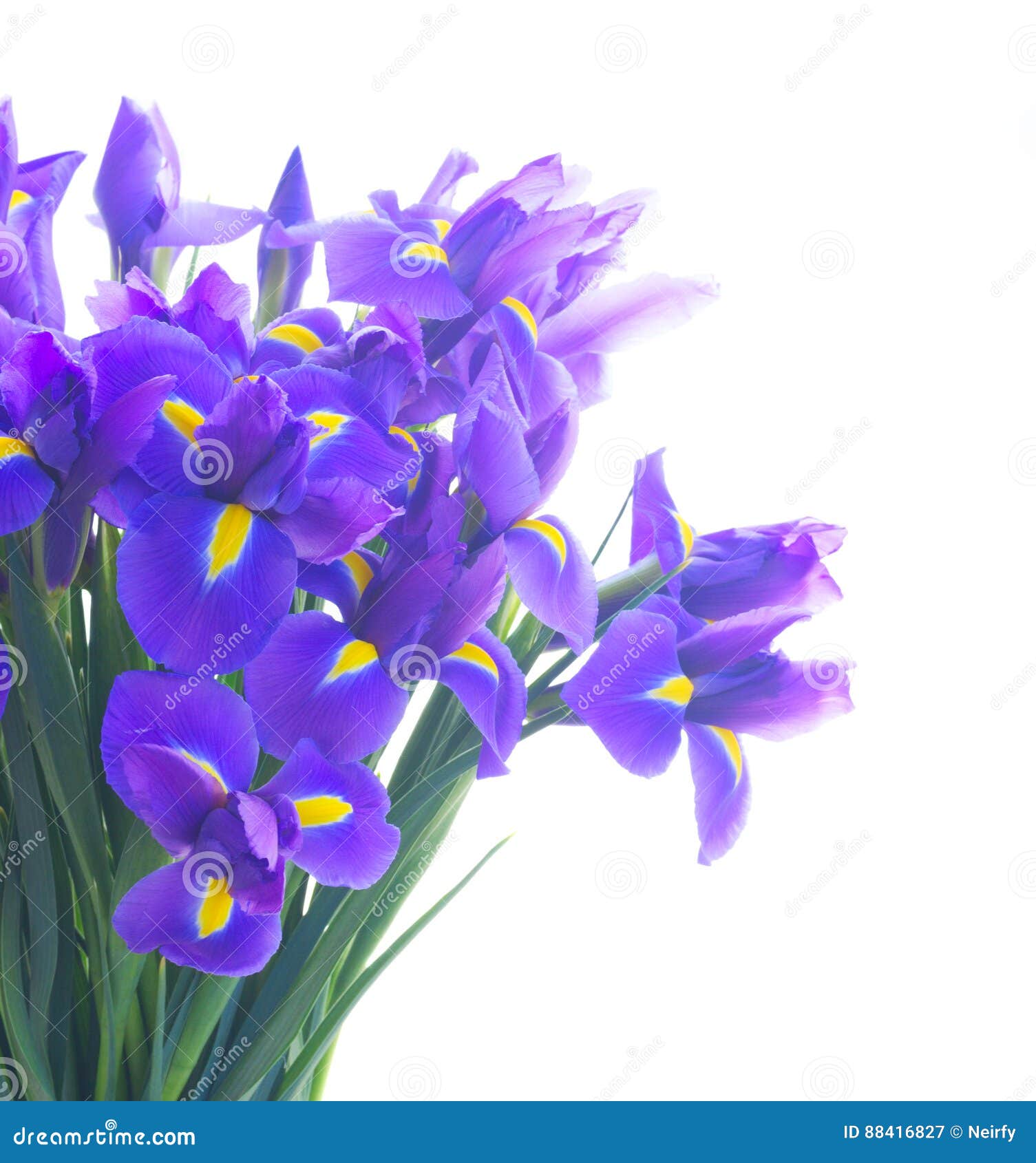 Blue iris flowers stock image. Image of celebration, bouquet 88416827
