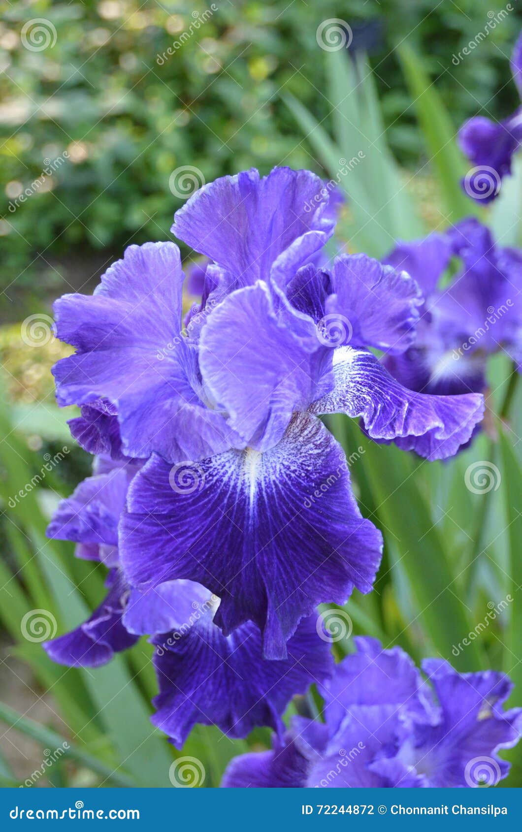 Blue iris flowers stock photo. Image of blooming, park 72244872