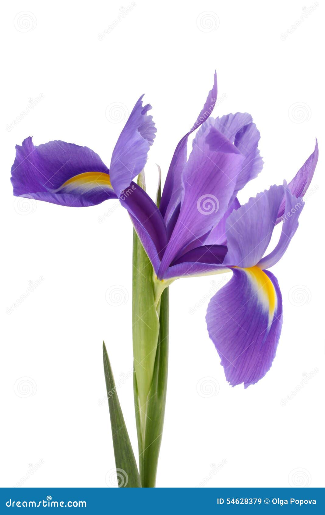 Blue iris stock image. Image of iridaceae, beauty, isolated 54628379