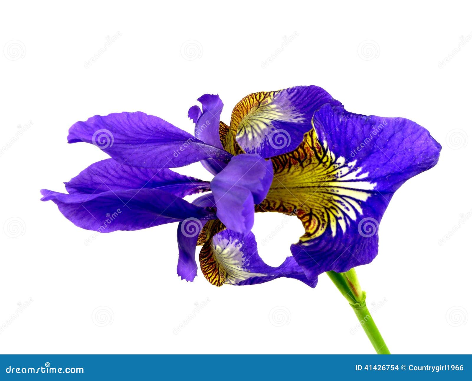Blue iris stock photo. Image of flower, filigree, iris 41426754