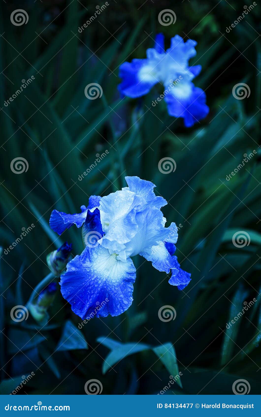 Blue Iris No. 3 stock image. Image of springtime, purple 84134477