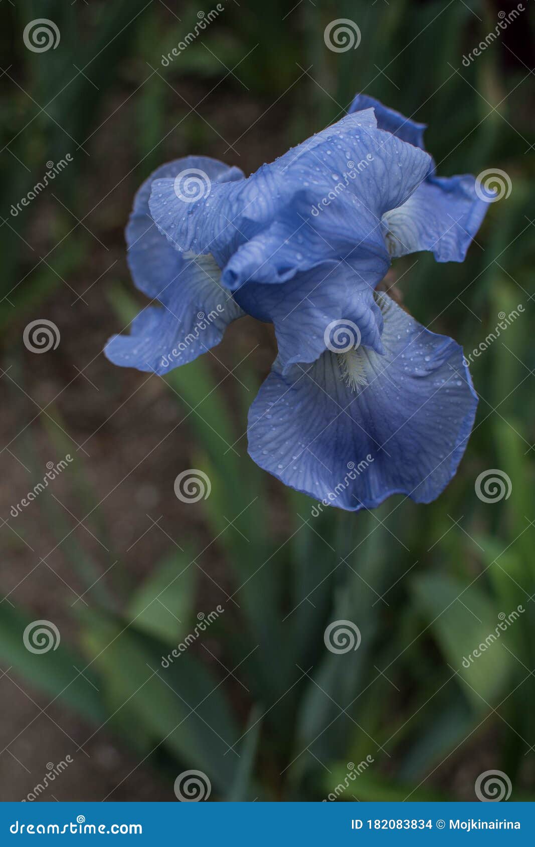 Blue Iris, Purple and Siren Iris, or Flower, Spring and Spring ...