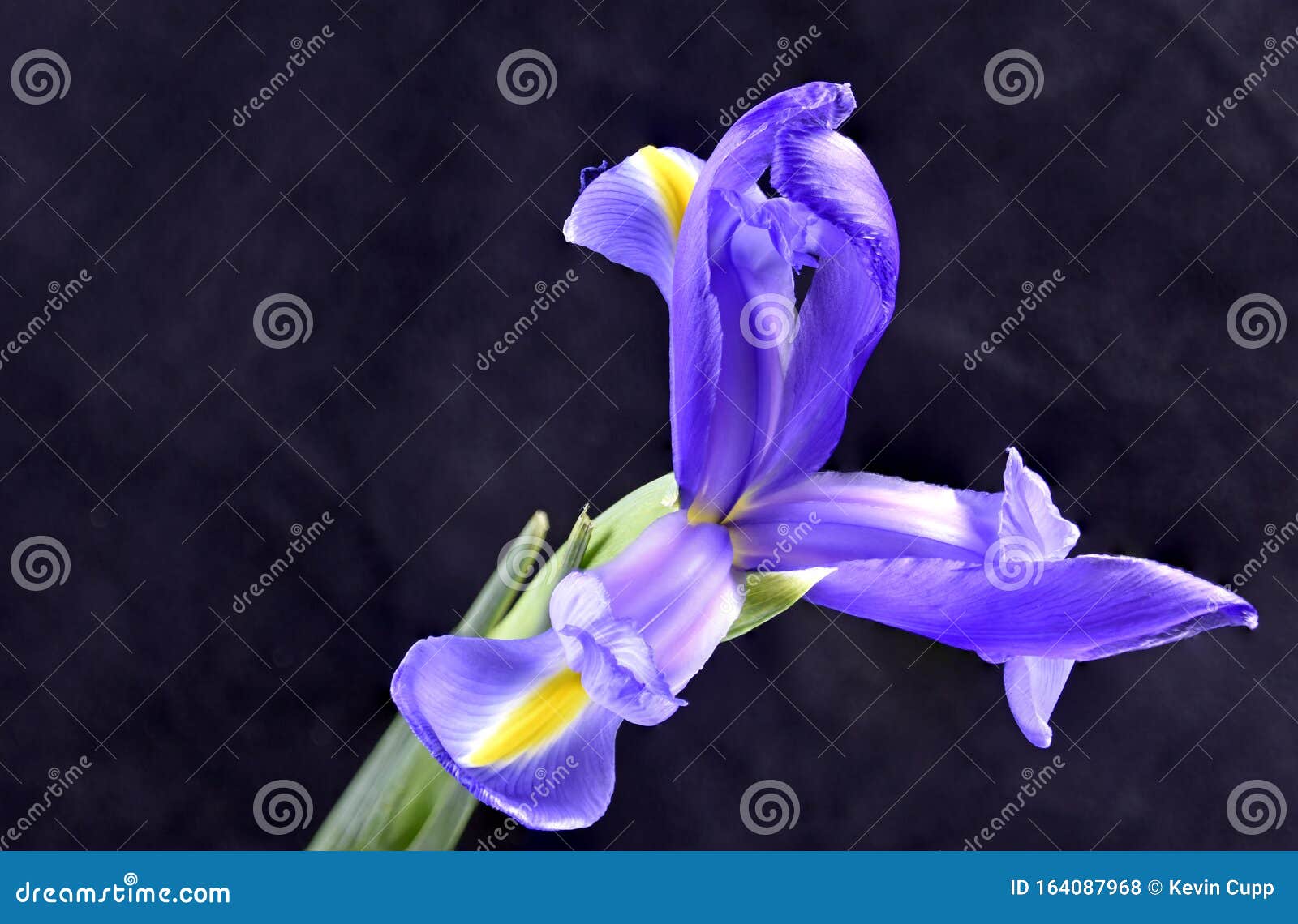 Blue Iris Versicolor Close Up Detail Stock Photo - Image of colour ...