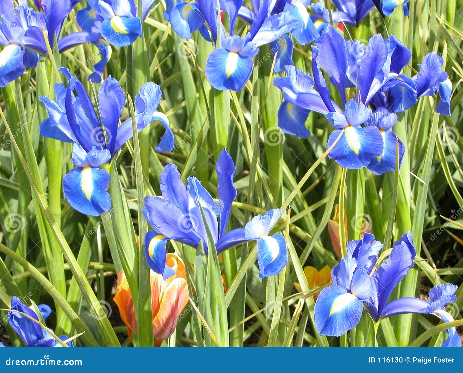 Blue Irises stock photo. Image of growing, irises, spring - 116130