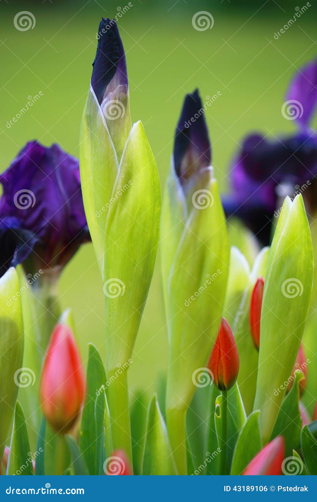 Blue irises and tulips stock photo. Image of flowerbed 43189106
