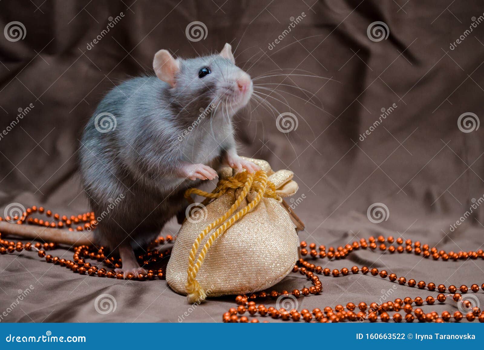 Blue Irish Domestic Cute Rat on Brown Background Sits Near New ...