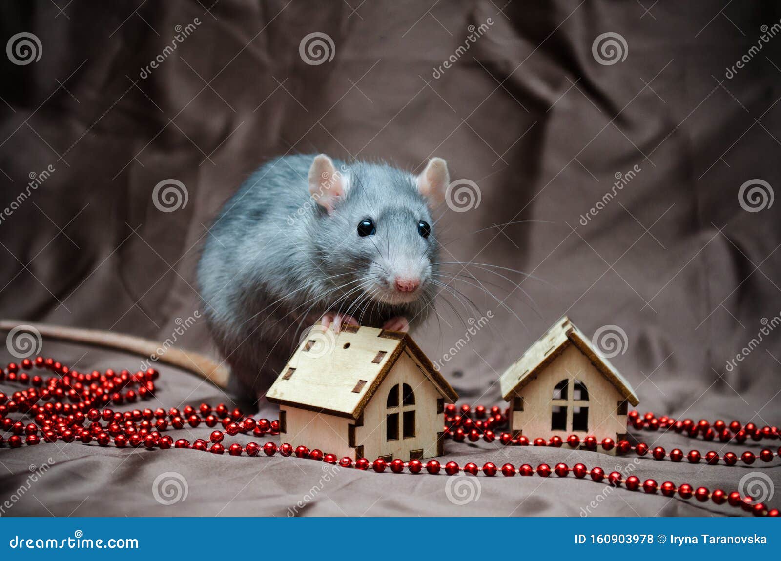Blue Irish Domestic Cute Rat on Brown Background Sits Near New ...
