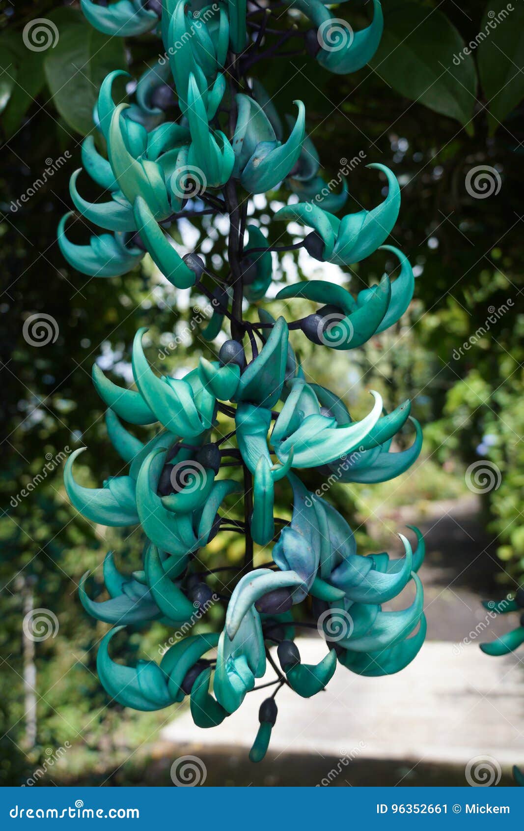 blue jade vine