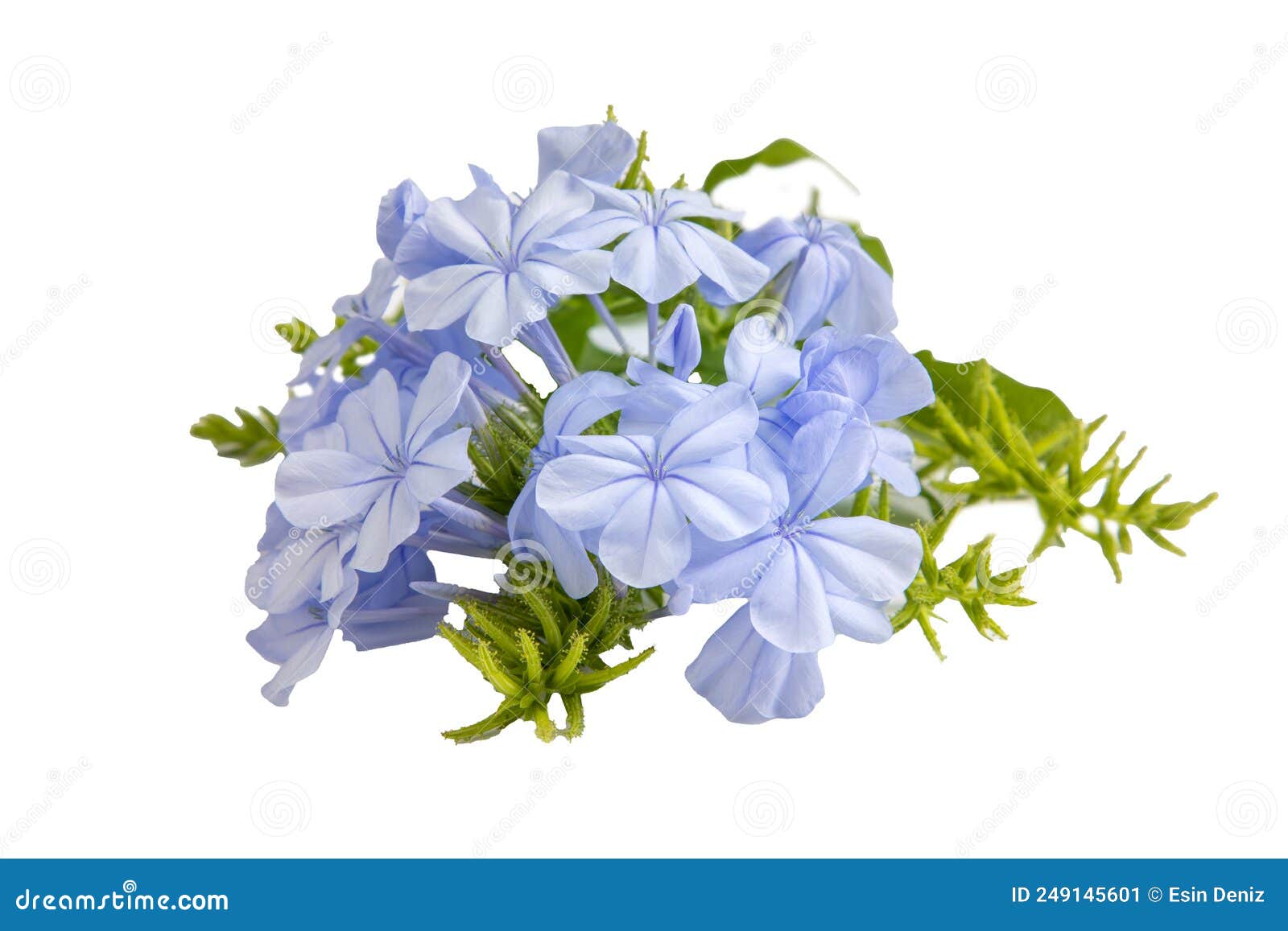 Blue Jasmine Flower, Scientific Name; Plumbago Capensis Stock Image Image of patio, natural