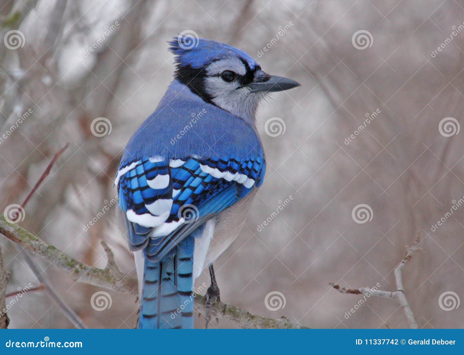 Blue Jay stock photo. Image of outdoors, bird, blue, birdwatching
