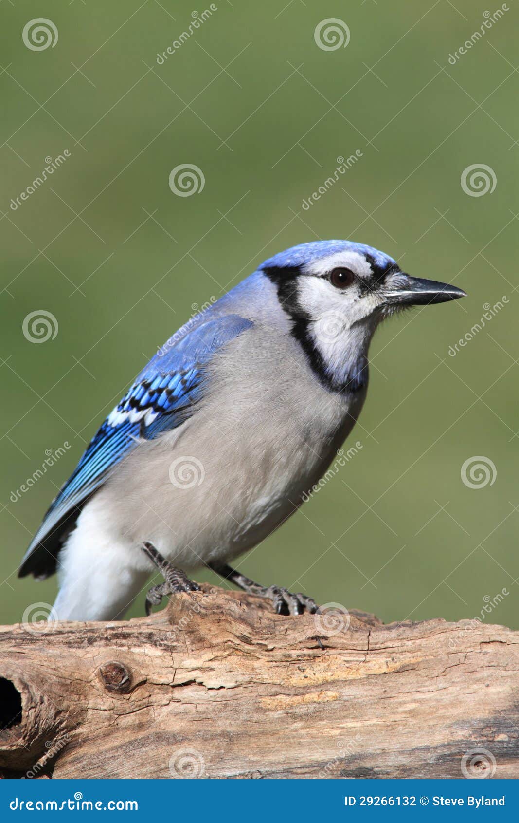 Blue Jay stock photo. Image of birds, fauna, bird, songbird 29266132