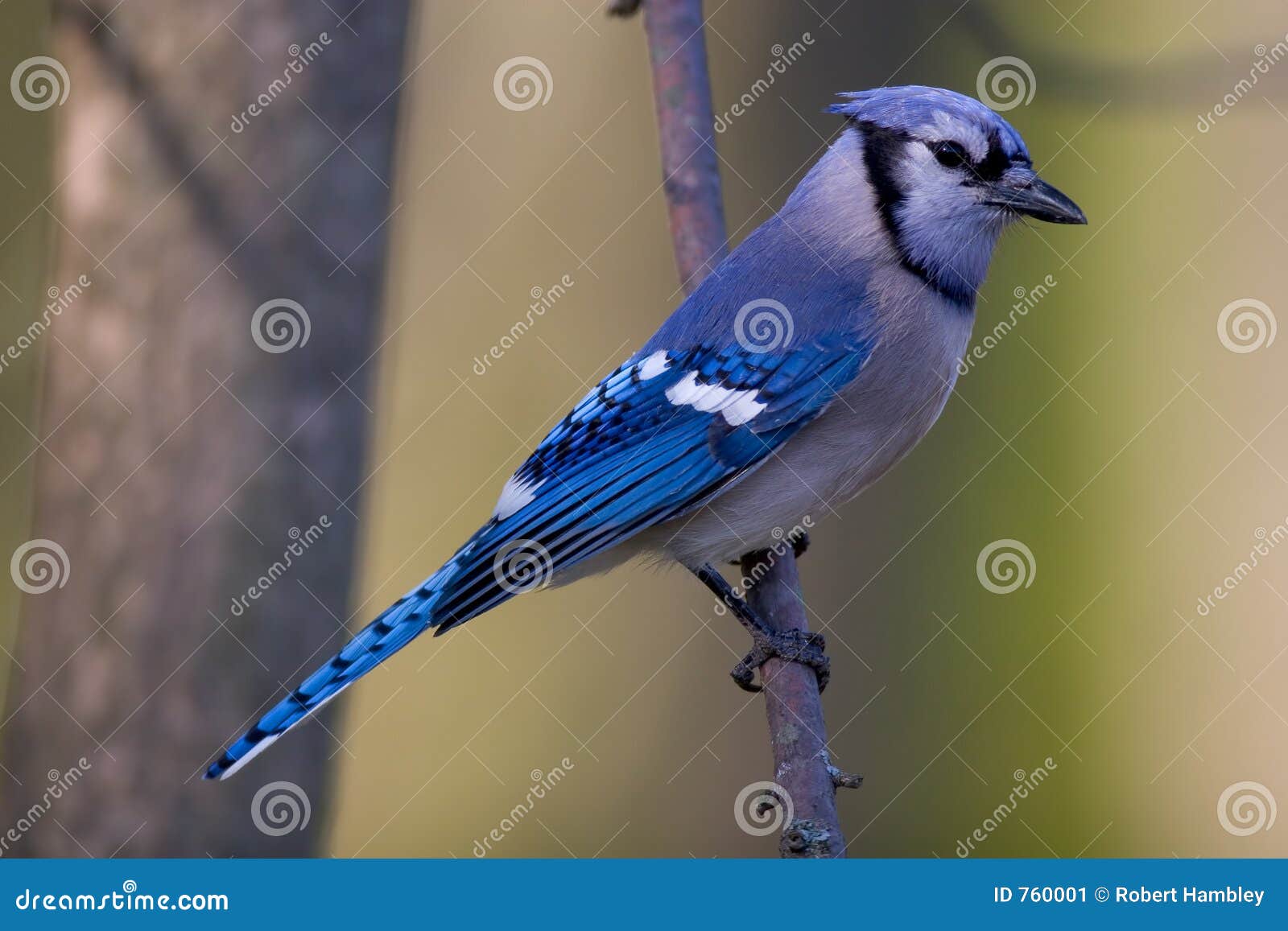 Bluejay Feather Stock Illustrations – 93 Bluejay Feather Stock  Illustrations, Vectors & Clipart - Dreamstime