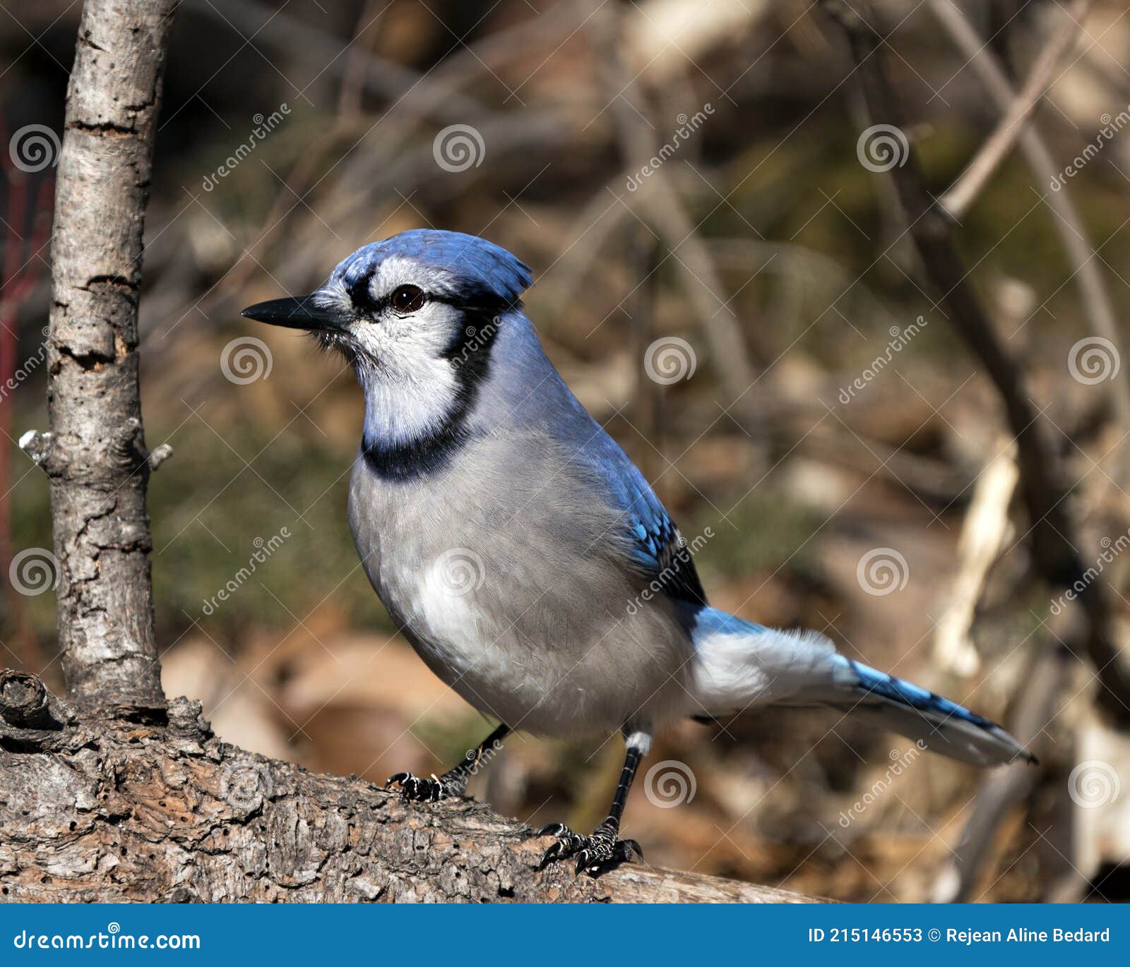 370 Blue Jay Feathers White Background Photos Free Royalty Free Stock Photos From Dreamstime 370 Blue Jay Feathers White Background Photos Free Royalty Free Stock Photos From Dreamstime