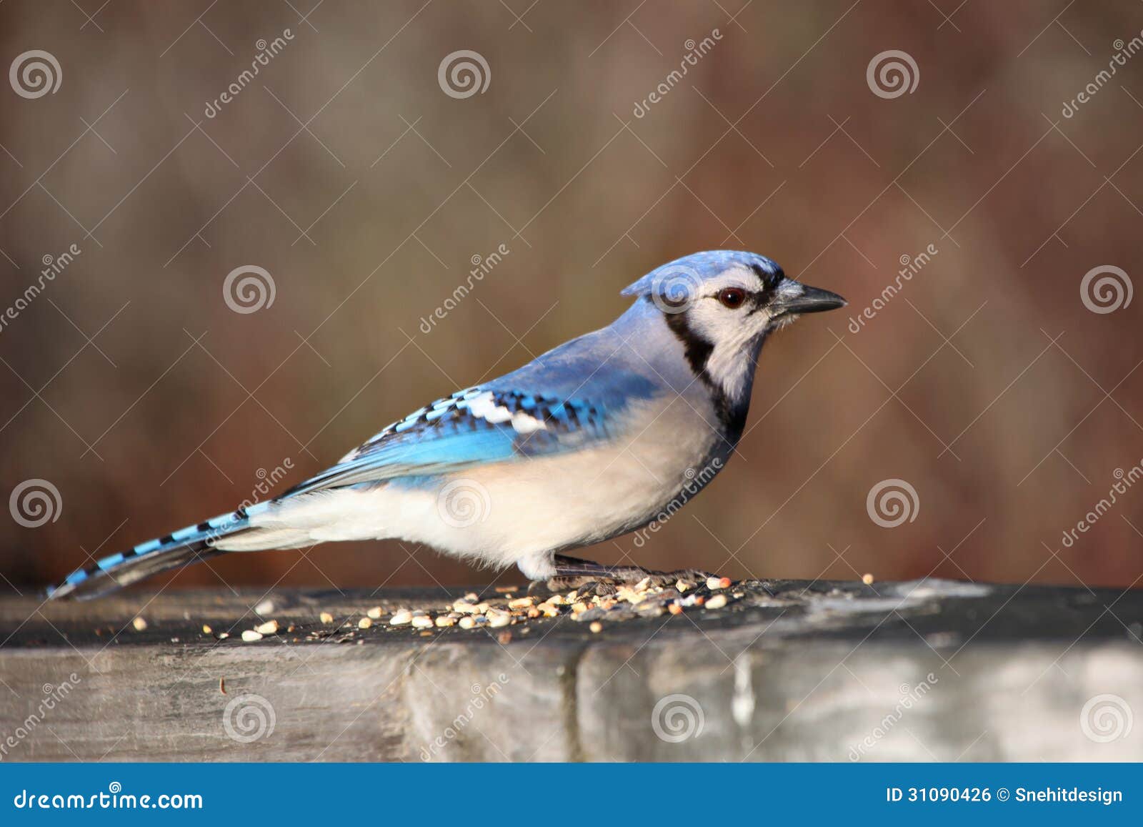 Blue Jay stock photo. Image of preening, seeds, pose 31090426
