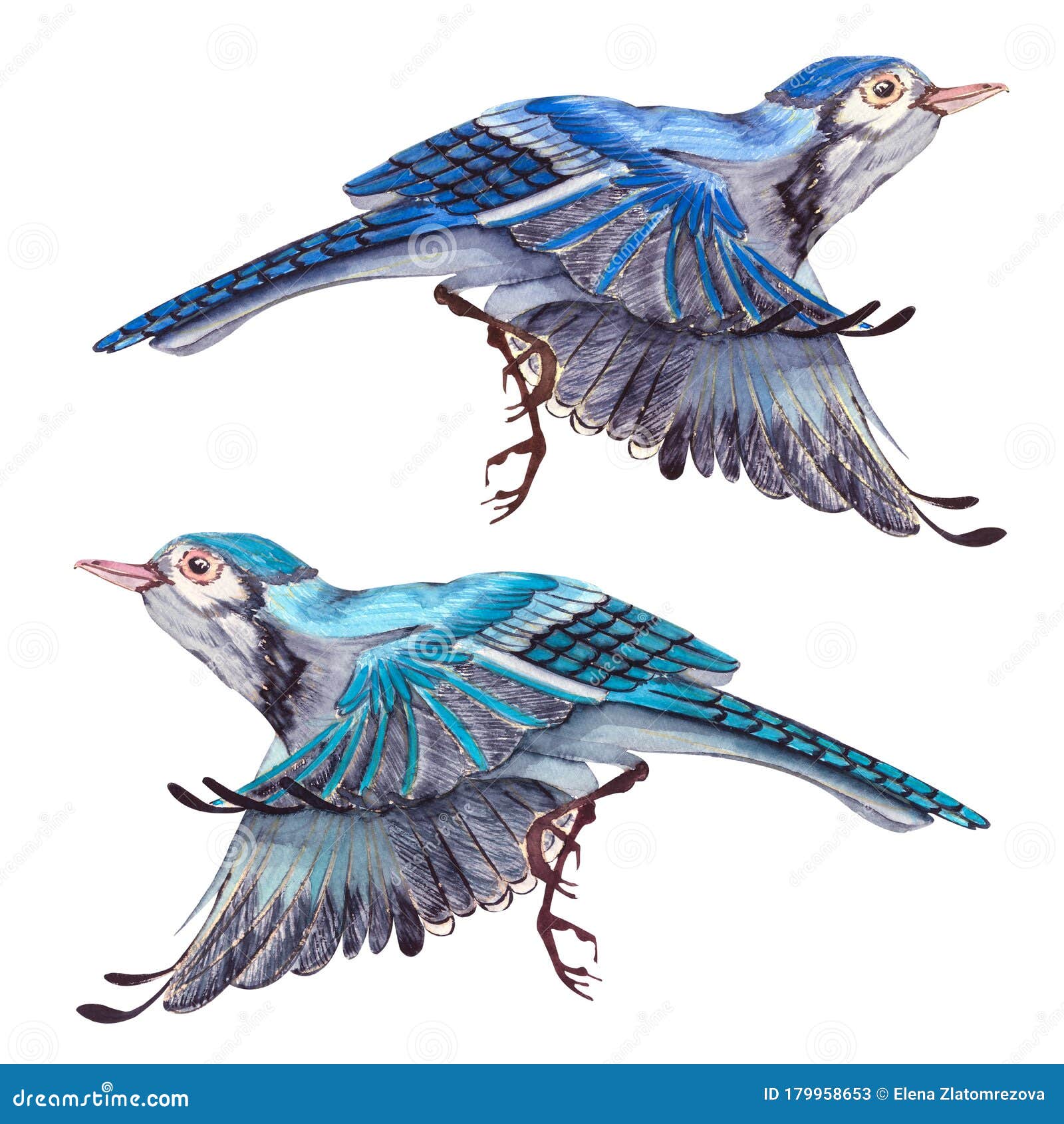 Blue Jay Bird Flies Watercolor Hand Drawn Illustration Blue Feathers Cute Bird Character Stock Illustration Illustration Of Animal Flying