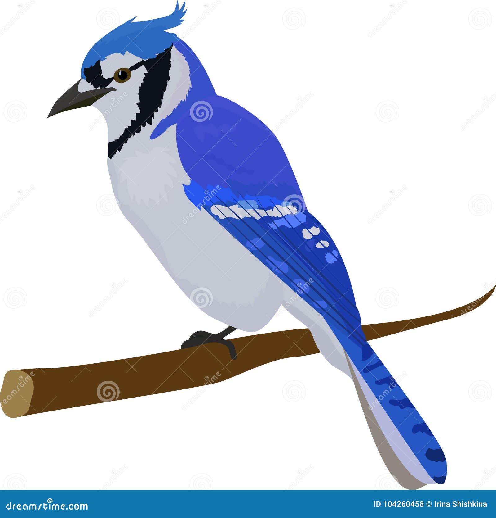 Bluejay Feather Stock Illustrations – 93 Bluejay Feather Stock  Illustrations, Vectors & Clipart - Dreamstime