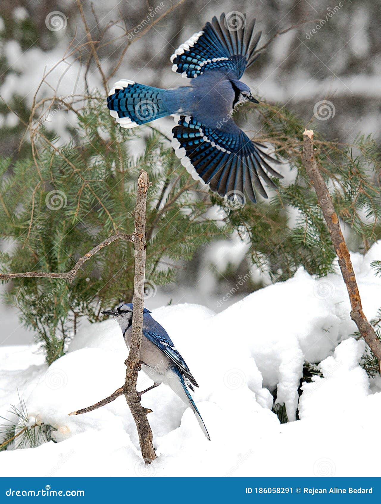 blue jay bird flying