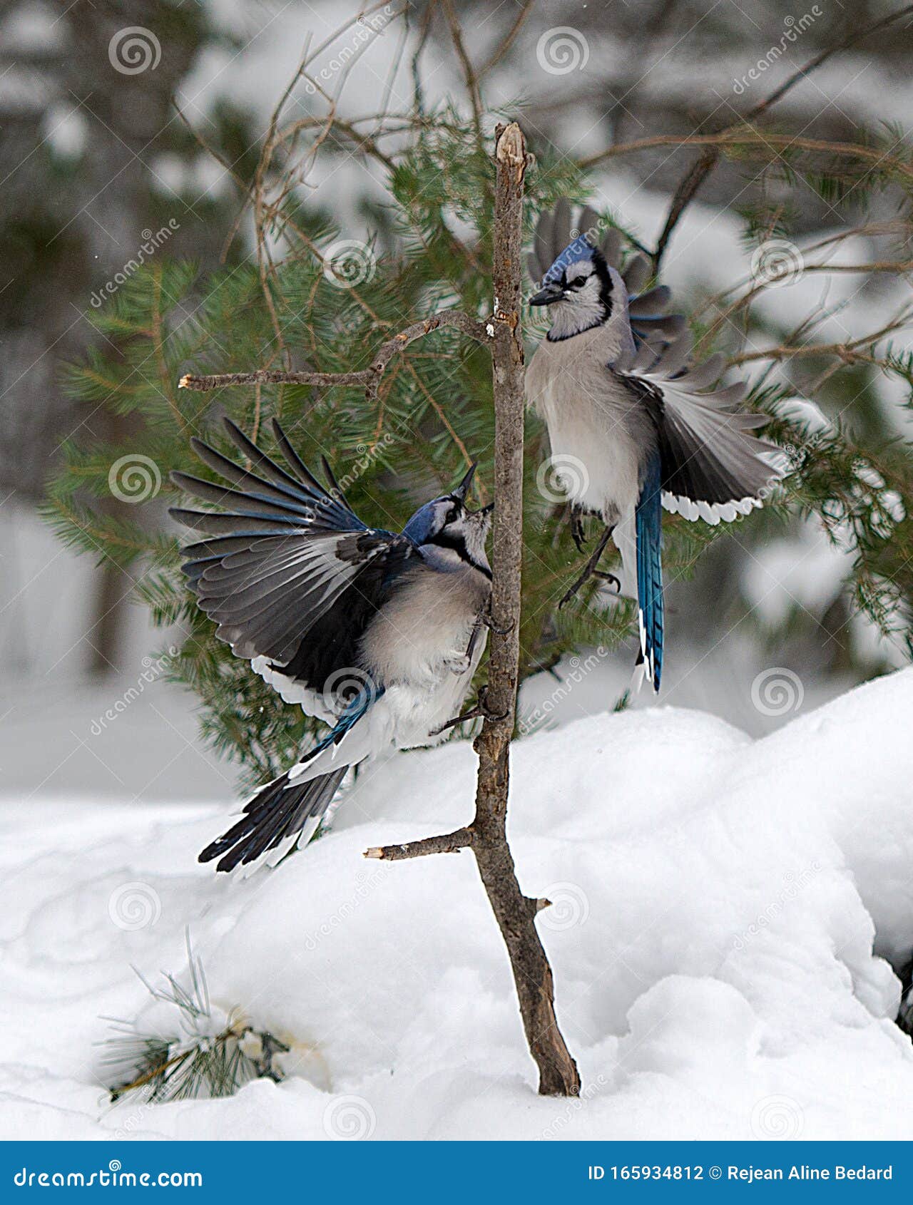 Blue Jay Bird Stock Photos Blue Jay Birds Flying On A Branch With Bokeh Background Winter Season Stock Photo Image Of Holiday Environment