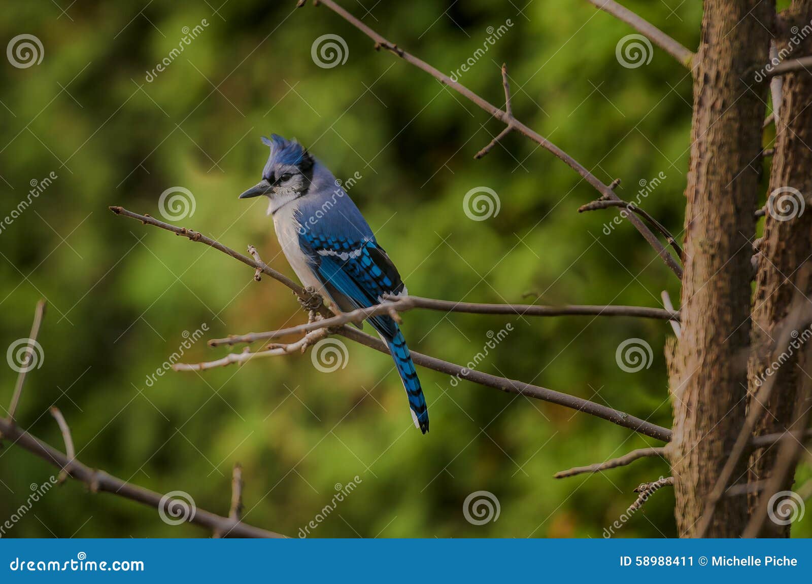 Blue Jay with cedar background