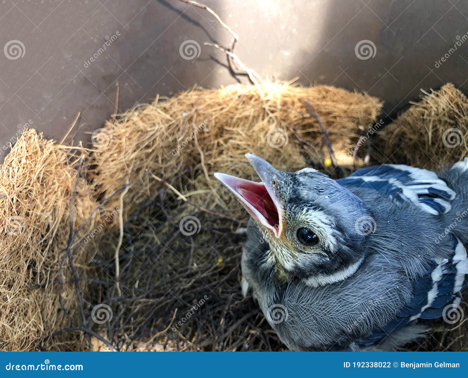 Blue Jay Chick In The Nest Stock Photo Image Of Bird