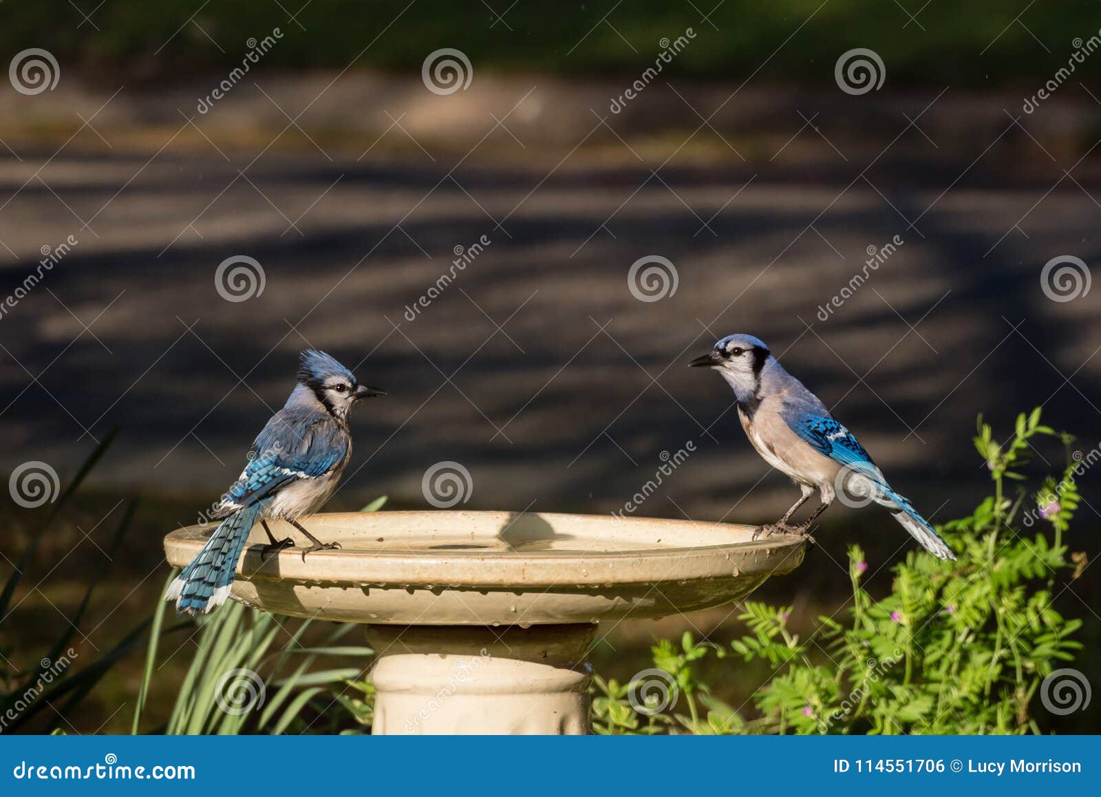 Blue Jay Couple On Birdbath On Sunny Afternoon Stock Photo Image Of Blue Jays