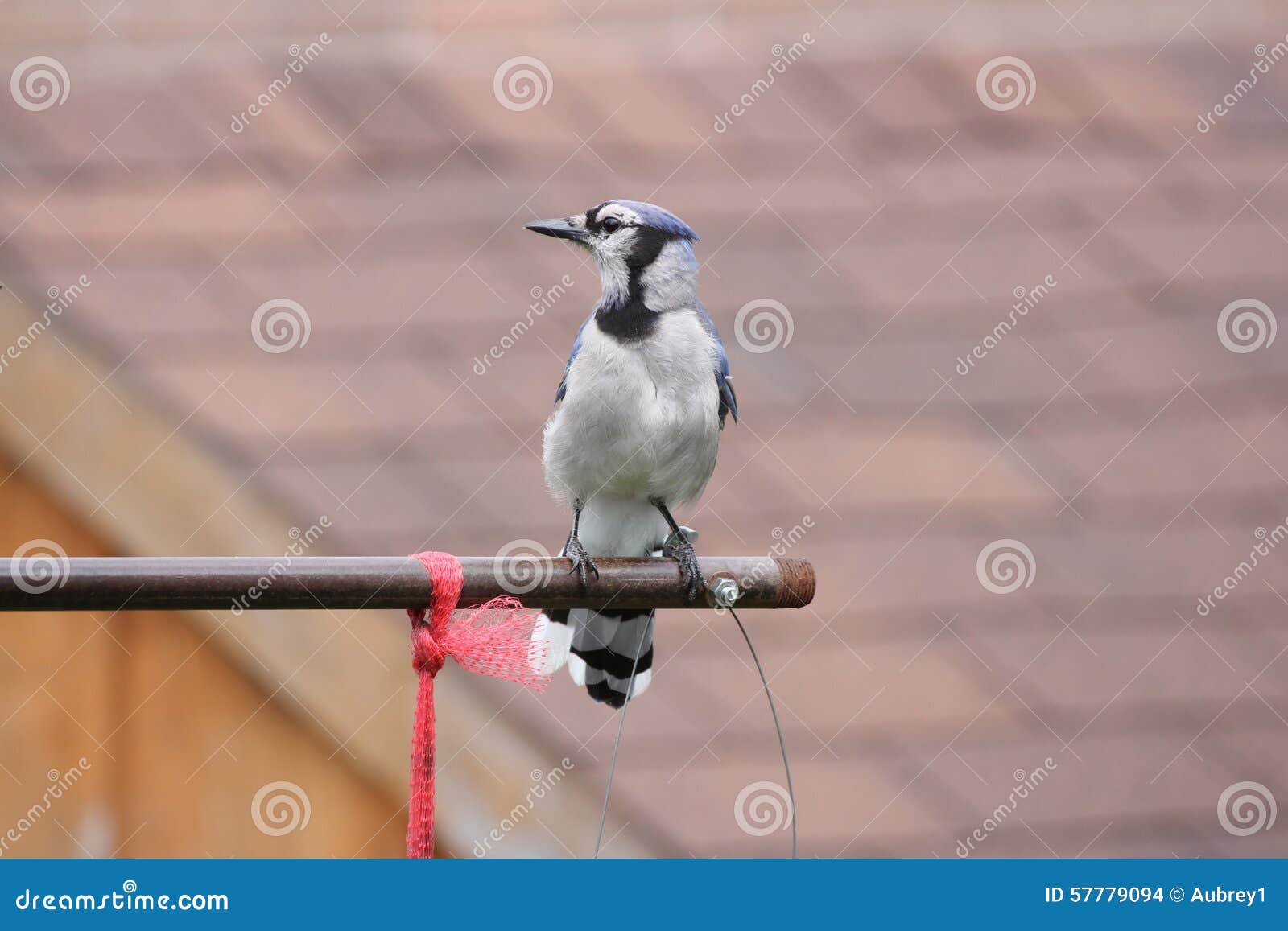 Blue Jay (Cyanocitta Cristata) on Feeder Arm Stock Photo Image of