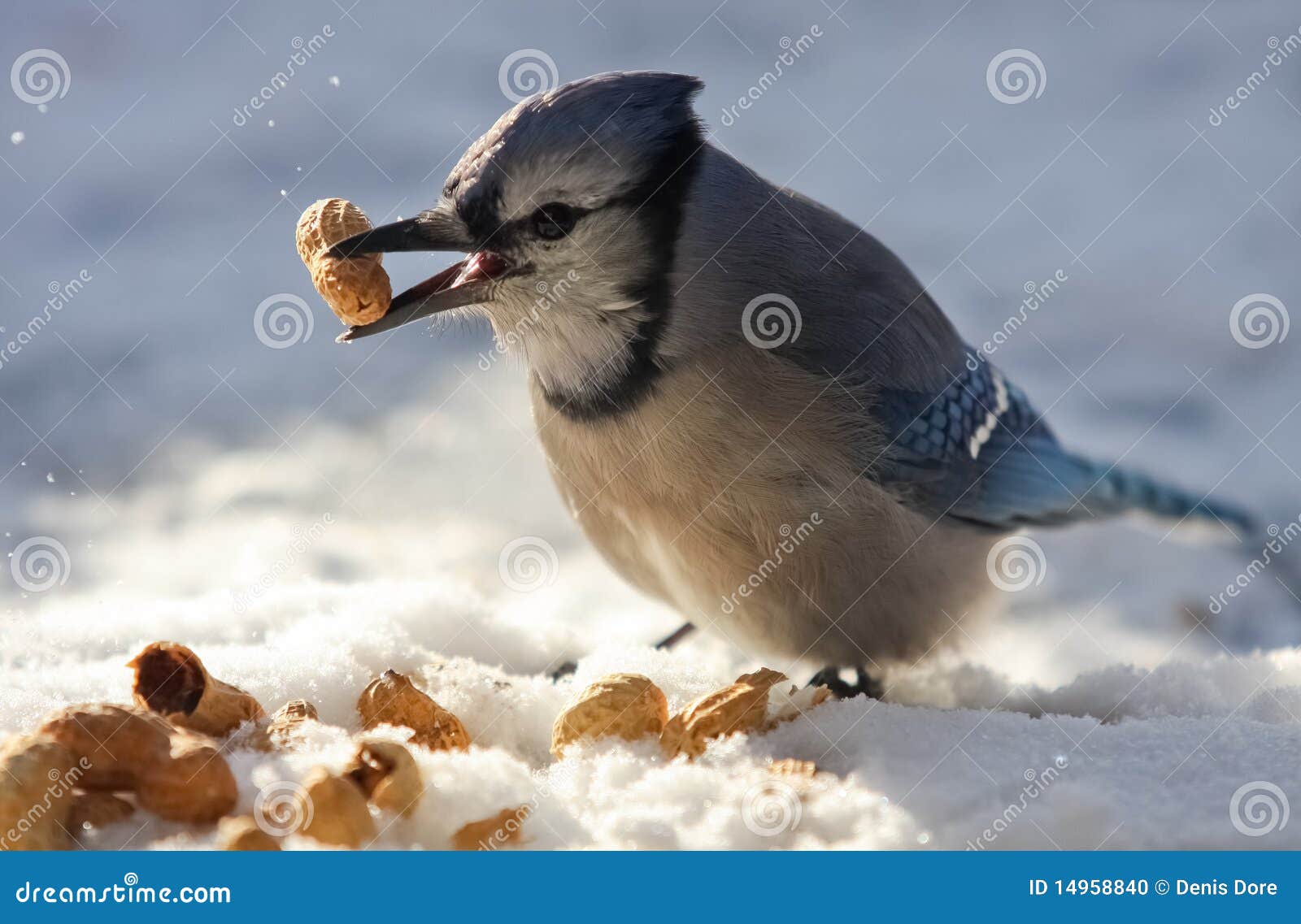 Blue Jay Eating Peanuts stock photo. Image of grey, ornithology 14958840