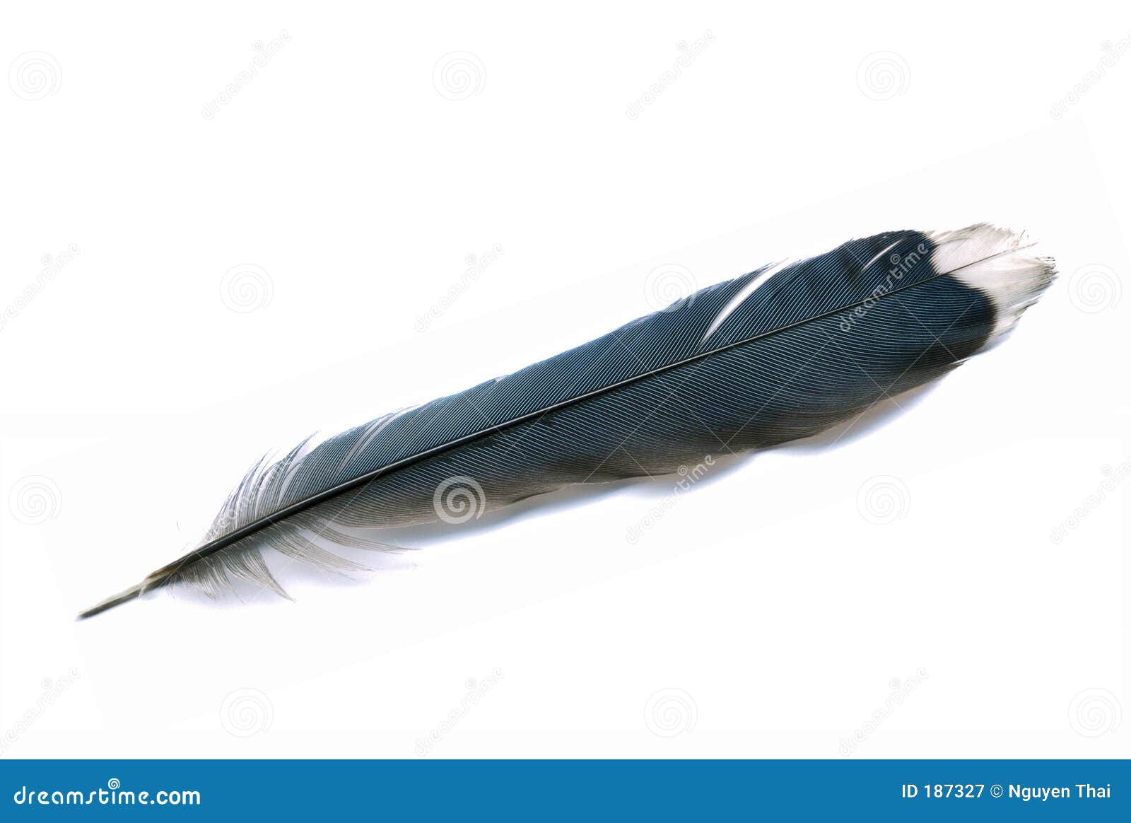 2 2 Blue Jay Feather Photos Free Royalty Free Stock Photos From Dreamstime 2 2 Blue Jay Feather Photos Free Royalty Free Stock Photos From Dreamstime