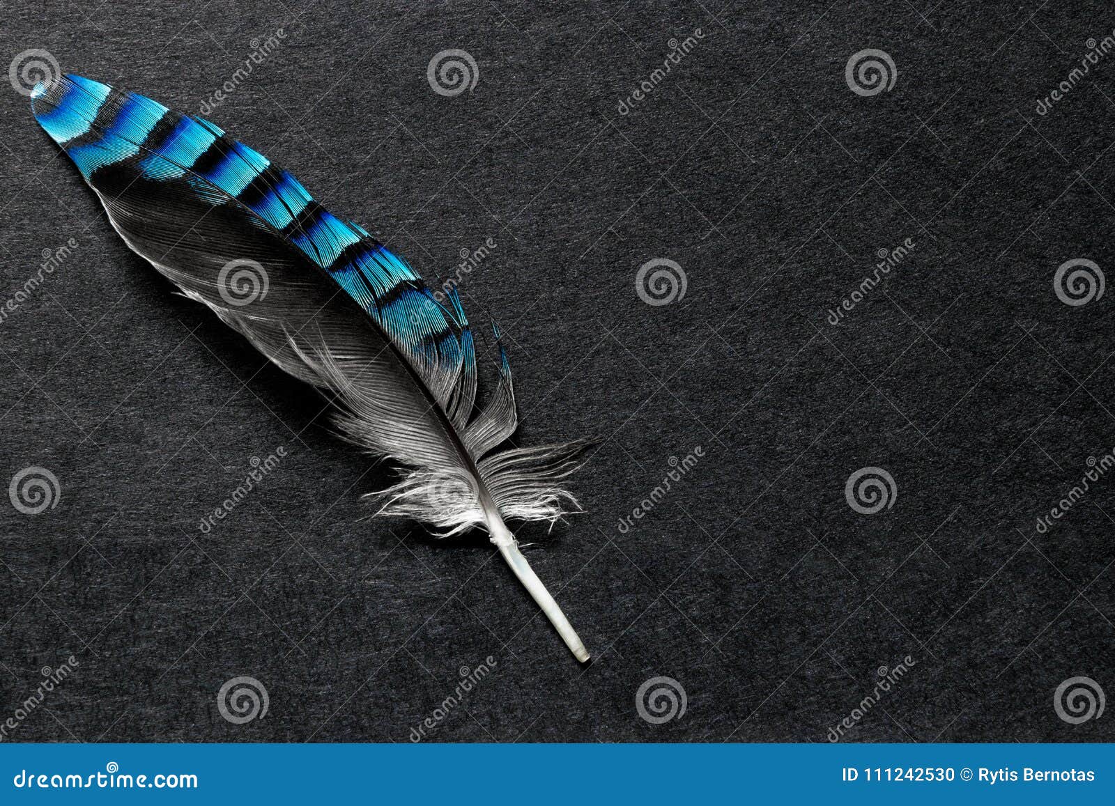 Blue Feathers On Black Image & Photo (Free Trial)