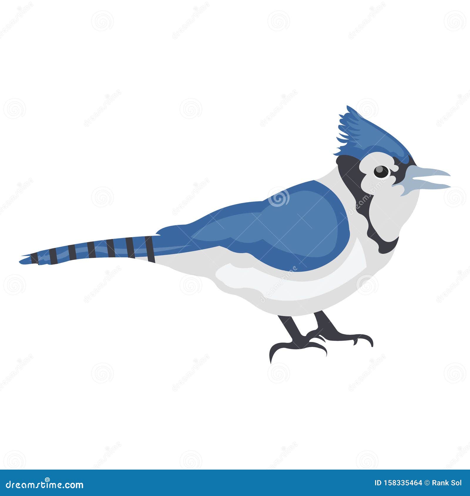 Bluejay Feather Stock Illustrations – 93 Bluejay Feather Stock  Illustrations, Vectors & Clipart - Dreamstime