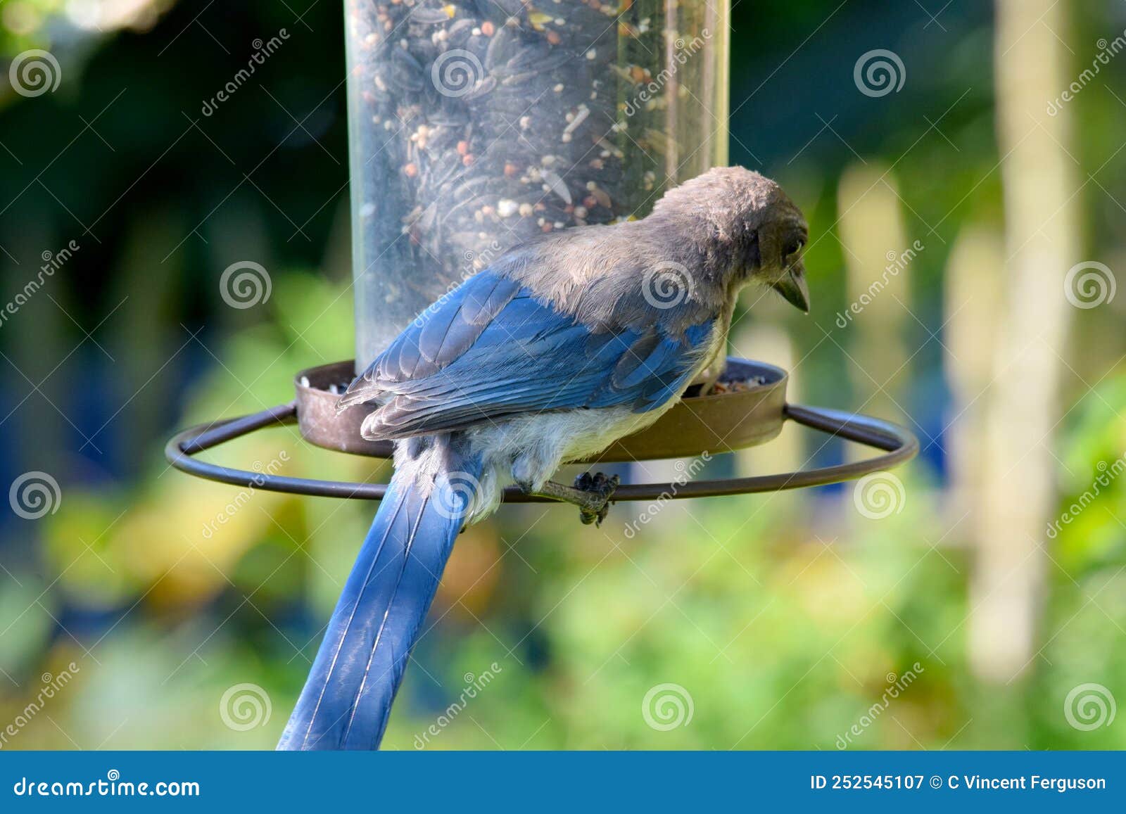 Greyback Blue Jay at Feeder 03 Stock Image Image of wildlife, natural