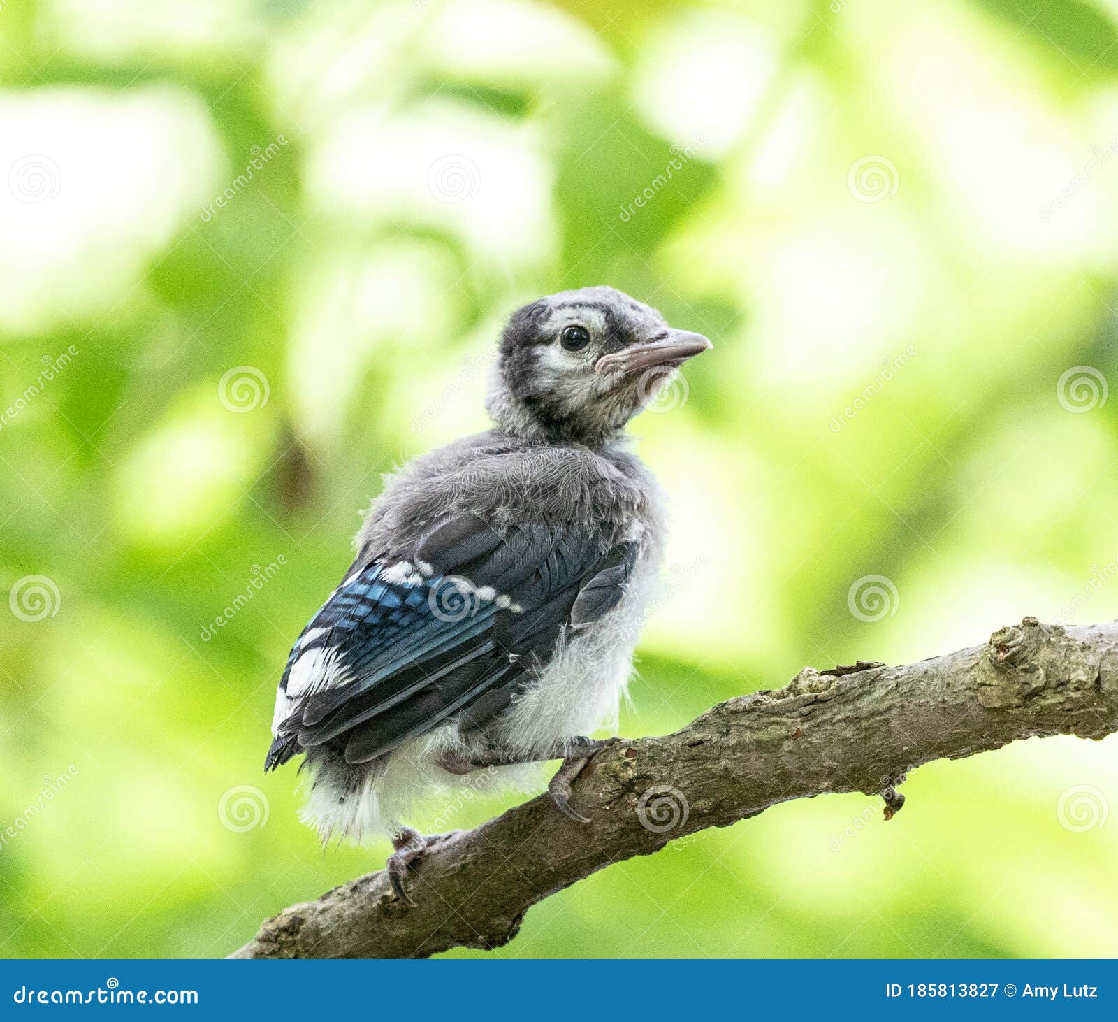 Fledgling Blue Jay Bird Photos Free Royalty Free Stock Photos From Dreamstime