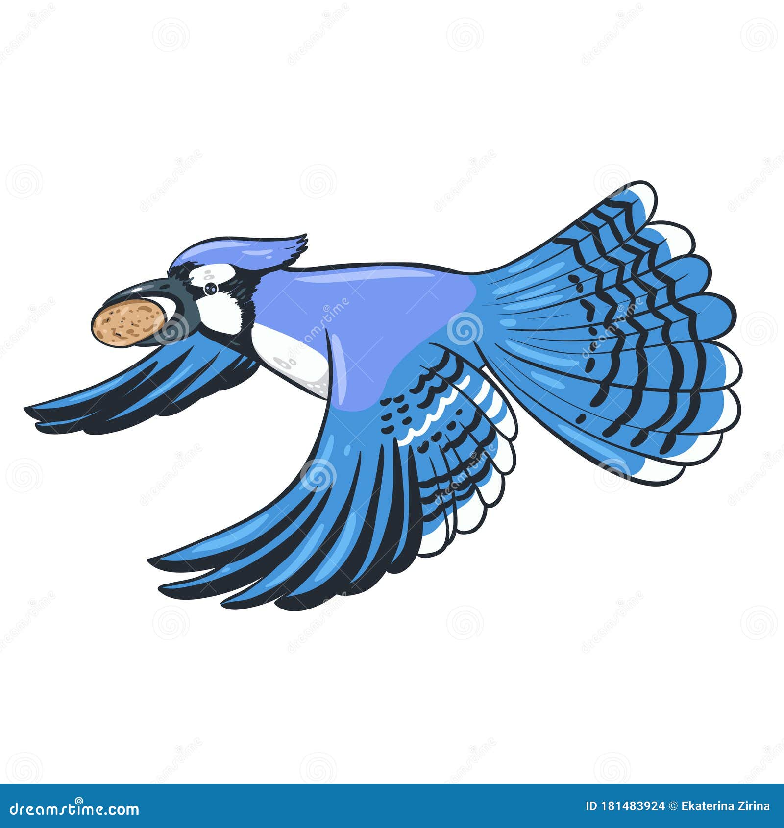 Bluejay Feather Stock Illustrations 58 Bluejay Feather Stock Illustrations Vectors Clipart Dreamstime