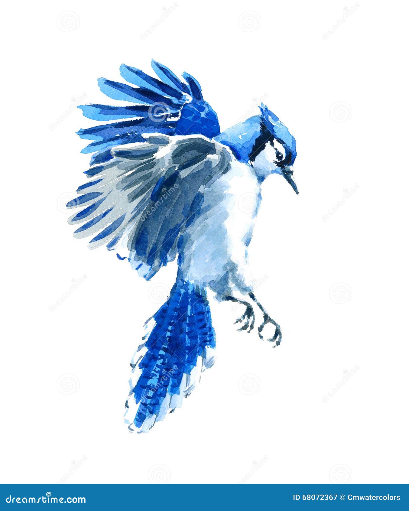 Cardinal and Blue Jay  Blue jay bird, Blue jay, Blue jay tattoo