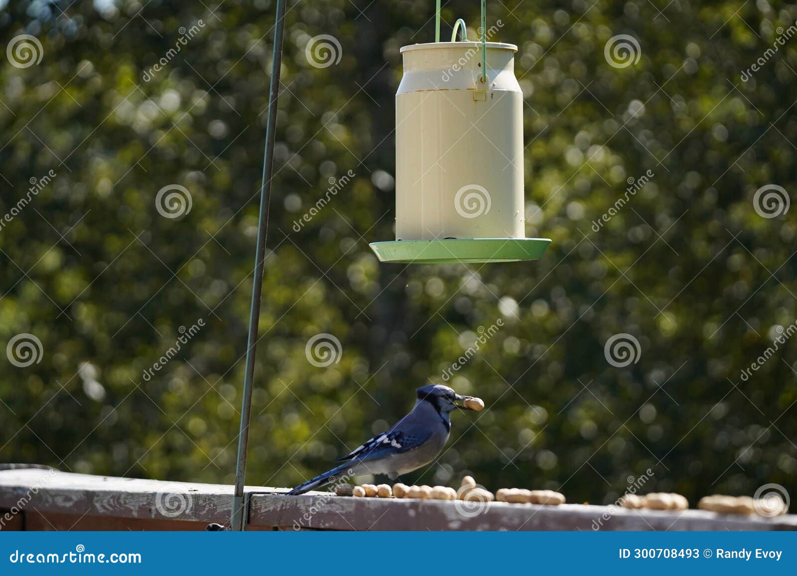 Blue Jay Getting Peanuts Summertime in Northern Ontario Stock Image Image of bird, peanuts