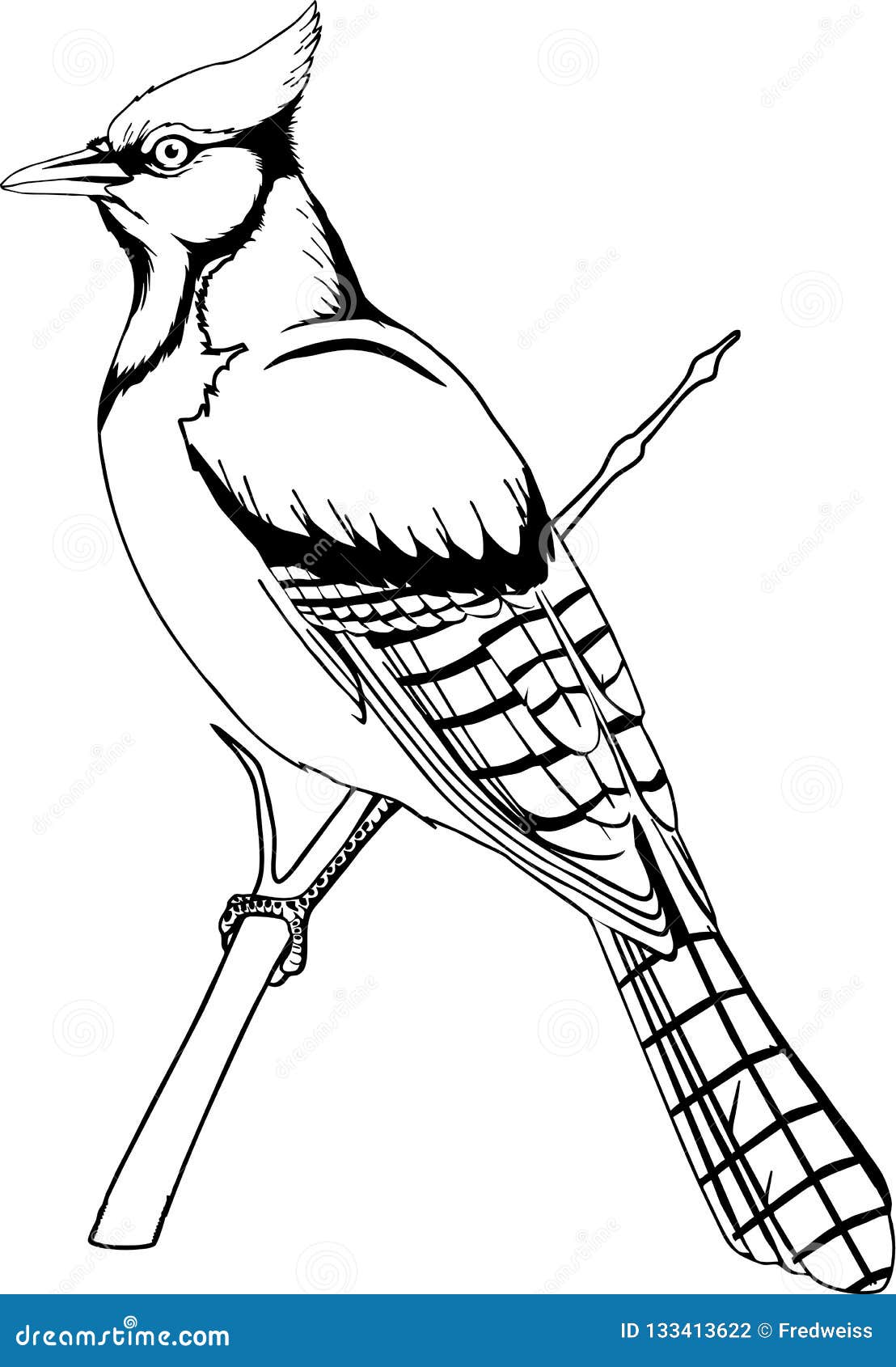 Blue Jay Illustration stock vector. Illustration of life - 133413622