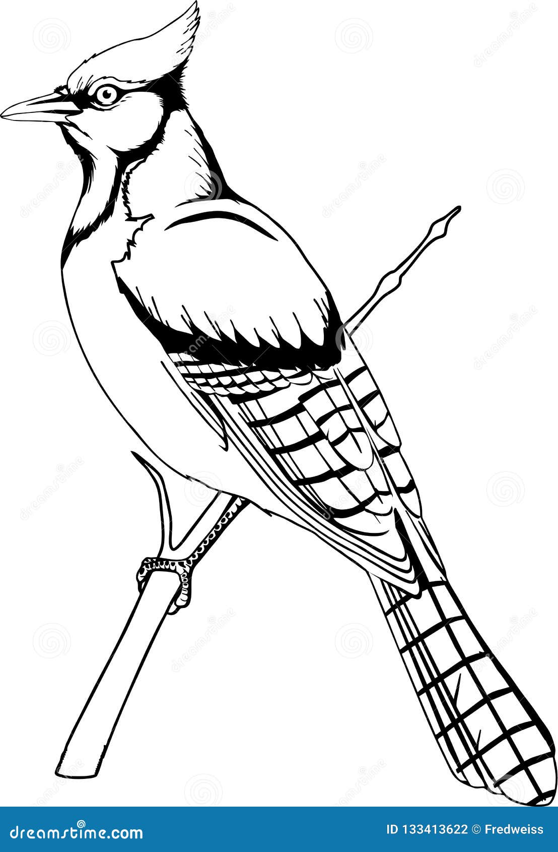 Bluejay Illustration Stock Illustrations 87 Bluejay Illustration Stock Illustrations Vectors Clipart Dreamstime