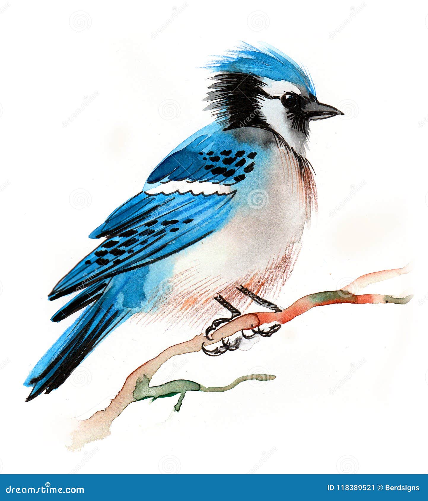 Blue Jay Stock Illustration Illustration Of Sketch
