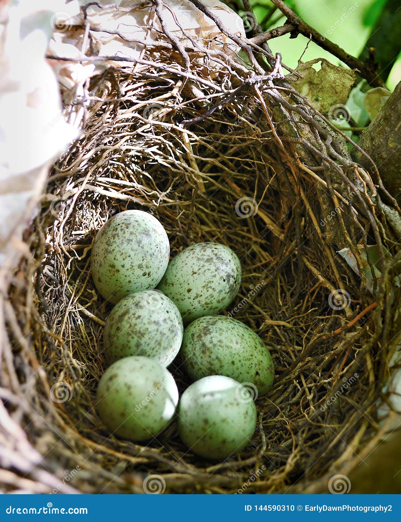 Blue Jay Nest Met Eitjes Stock Foto Image Of Gespikkeld