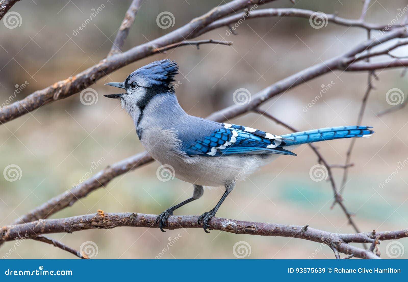 Blue Jay Perched On A Branch Looking To The Side Stock Image Image Of Bloom Habitat 93575639