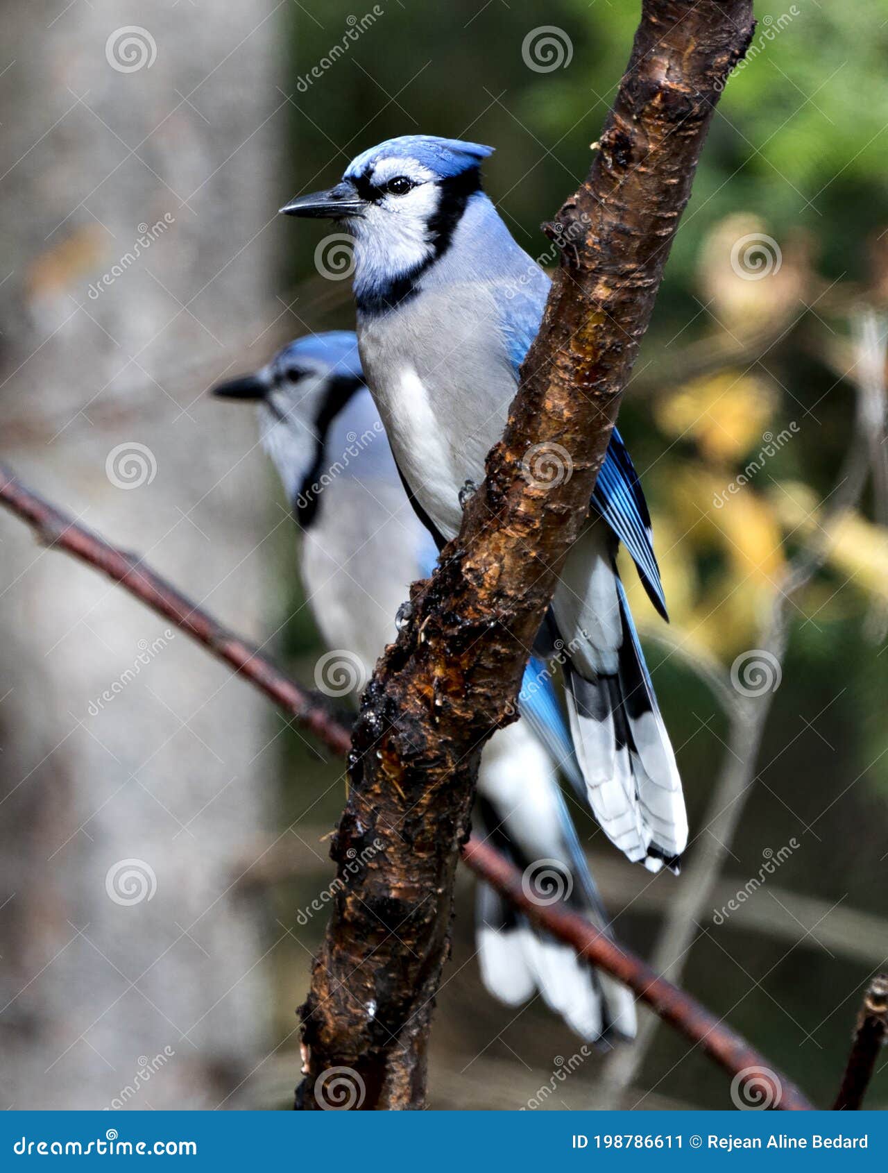293 Blue Jays Wild Photos Free Royalty Free Stock Photos From Dreamstime 293 Blue Jays Wild Photos Free Royalty Free Stock Photos From Dreamstime