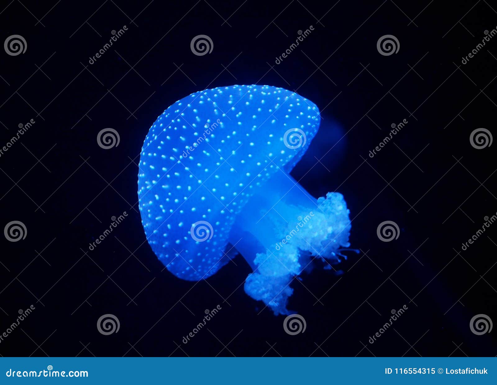 blue jellyfish species