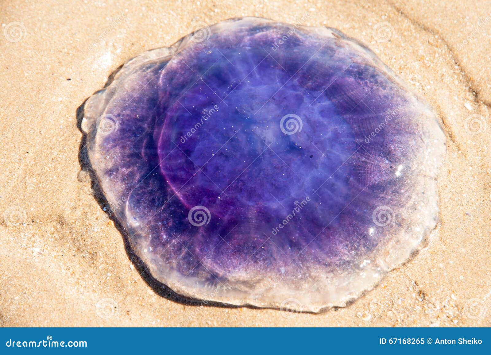 Blue Jellyfish Washed Up On Normandy Sand Beach Stock Image Image Of Yellow Sand