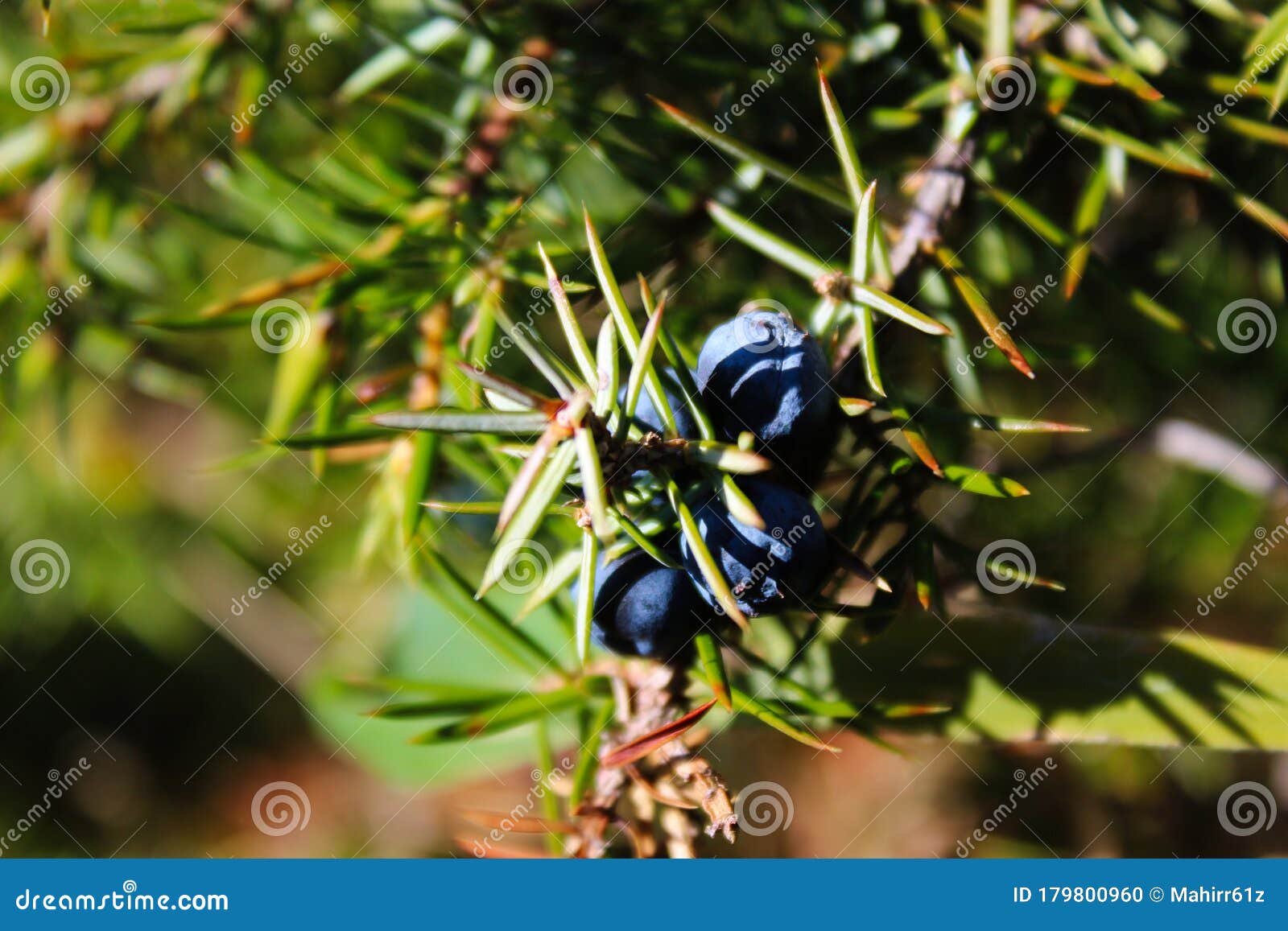 Blue Juniper Berries on a Tree Stock Photo Image of flavor, fruit